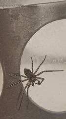 Philodromus margaritatus