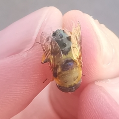 Austalis pulchella
