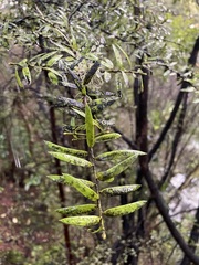 Podocarpus