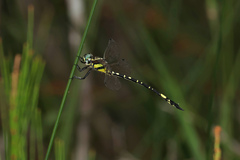 Parasynthemis regina