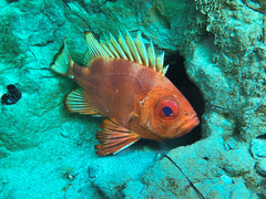 Pristigenys serrula