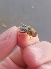 Austalis pulchella