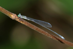 Rhadinosticta simplex