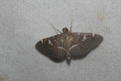 Lamprosema canacealis