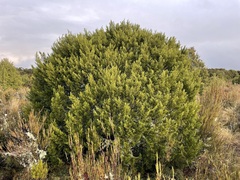 Halocarpus bidwillii