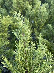 Halocarpus bidwillii