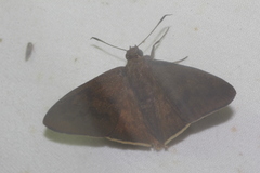 Eudaminae