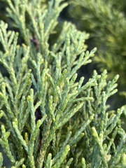 Halocarpus bidwillii