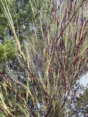 Dracophyllum