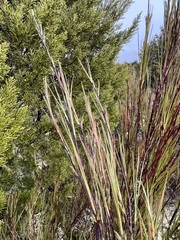 Dracophyllum