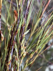 Dracophyllum