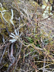 Celmisia gracilenta