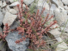 Epilobium melanocaulon