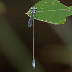 Rhadinosticta simplex