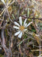 Celmisia gracilenta