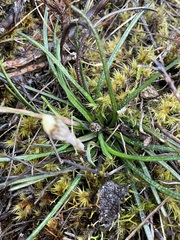 Celmisia gracilenta