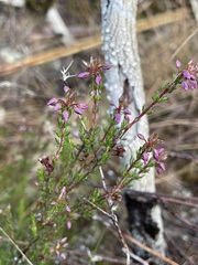 Ericeae