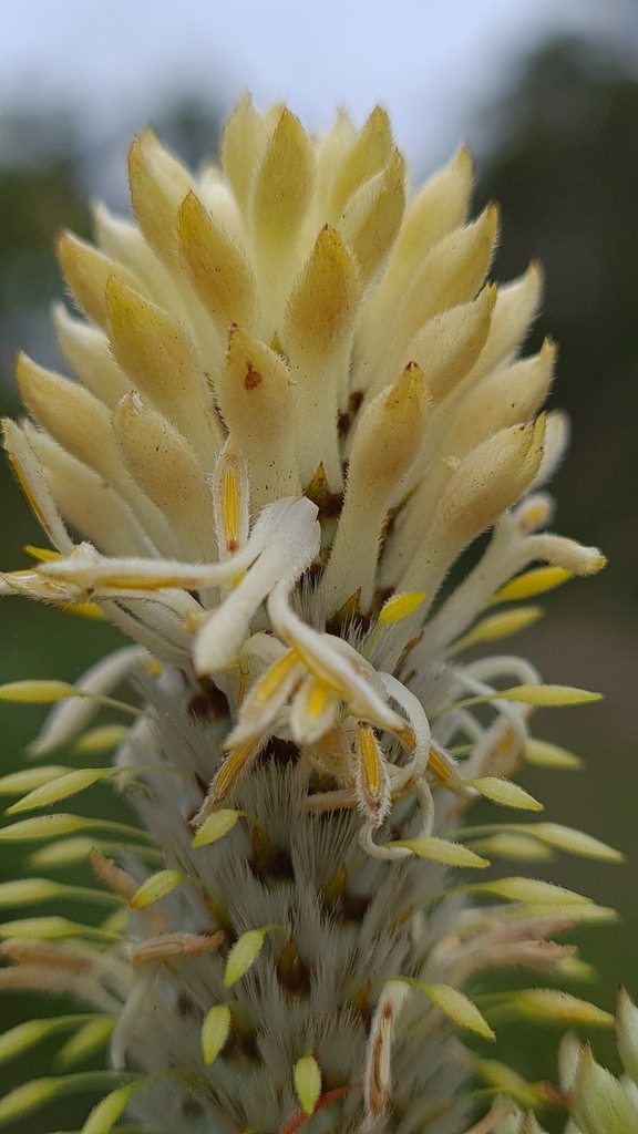 Petrophile pulchella from Hornsby - North, New South Wales, Australia on 2020년 11월 30일 (월) at 08:33 오전 by Petra Holland... 