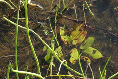Potamogeton gramineus