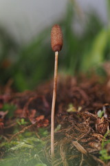 Galeropsis polytrichoides