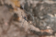 Argiope katherina