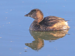 Podilymbus podiceps