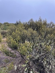Olearia nummulariifolia