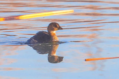 Podilymbus podiceps