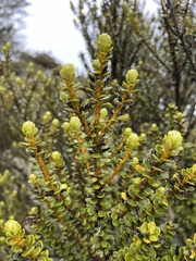 Olearia nummulariifolia