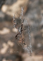 Argiope katherina