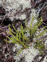 Austrolycopodium fastigiatum