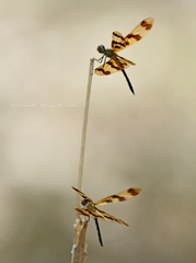 Rhyothemis graphiptera