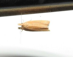 Bactra noteraula