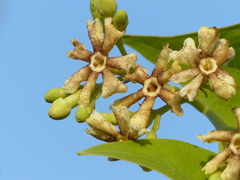 Schrebera swietenioides
