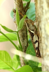 Stenocatantops angustifrons