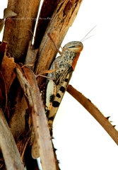 Austracris basalis