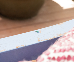 Chrysididae