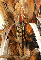 Austracris basalis