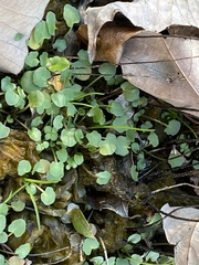 Leavenworthia