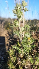 Berkheya pinnatifida