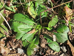 Salvia lyrata