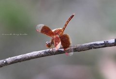 Neurothemis stigmatizans