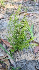 Lindsaea microphylla