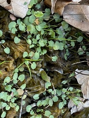 Leavenworthia