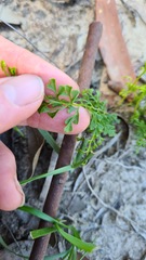 Lindsaea microphylla