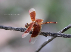 Neurothemis stigmatizans
