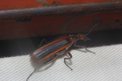 Pyrota tenuicostatis