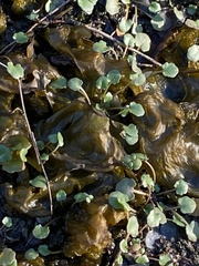 Leavenworthia
