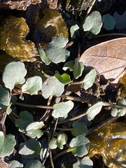 Leavenworthia