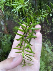 Podocarpus